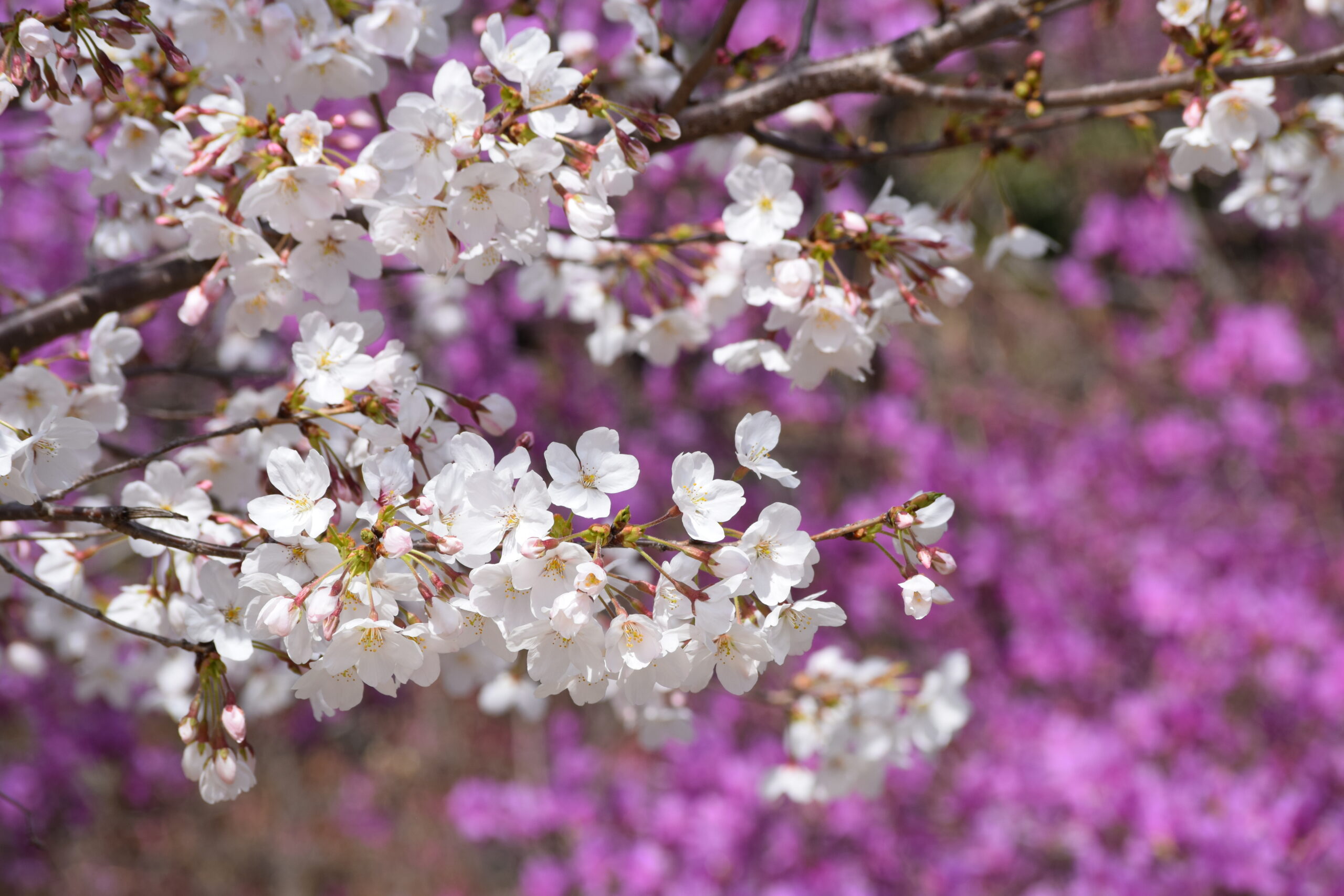静かな存在感。山採りミツバツツジ。 山採り自然樹形ミツバツツジ販売 茨城那珂 秋元園芸スマホ向け